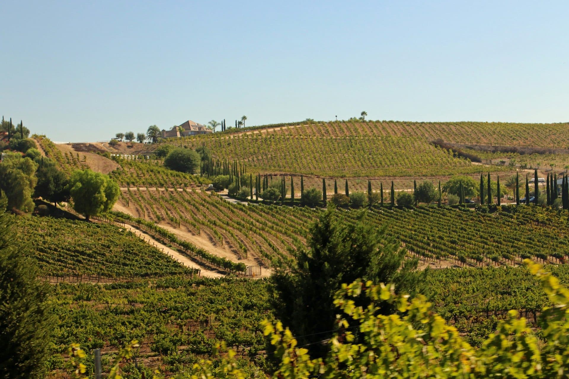 Rows of vineyards covering rolling hills in Temecula wine country