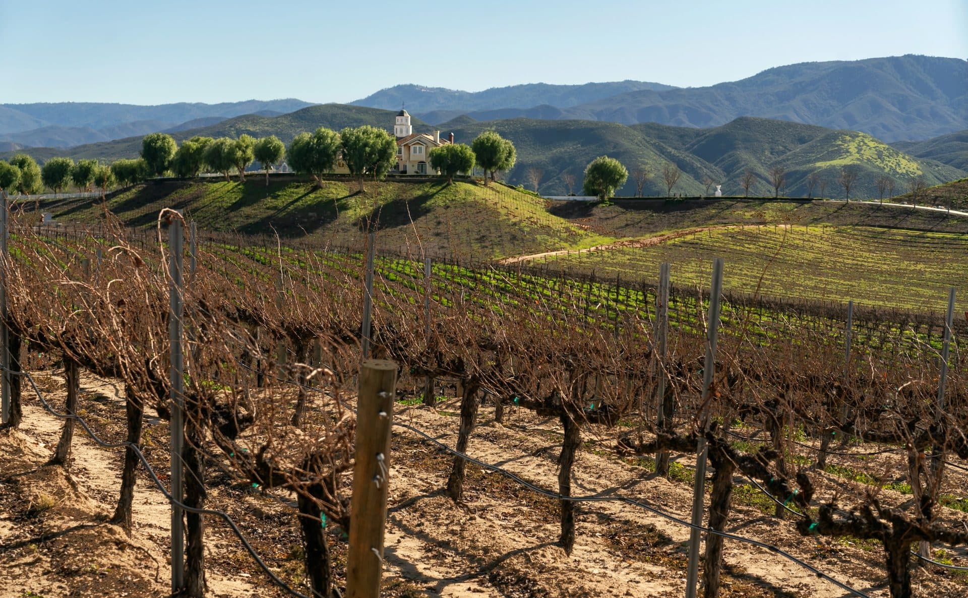Dormant grapevines in a Temecula vineyard with green hills and mountains behind